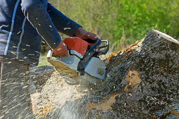 Trusted Altamont, NY Tree Service Experts